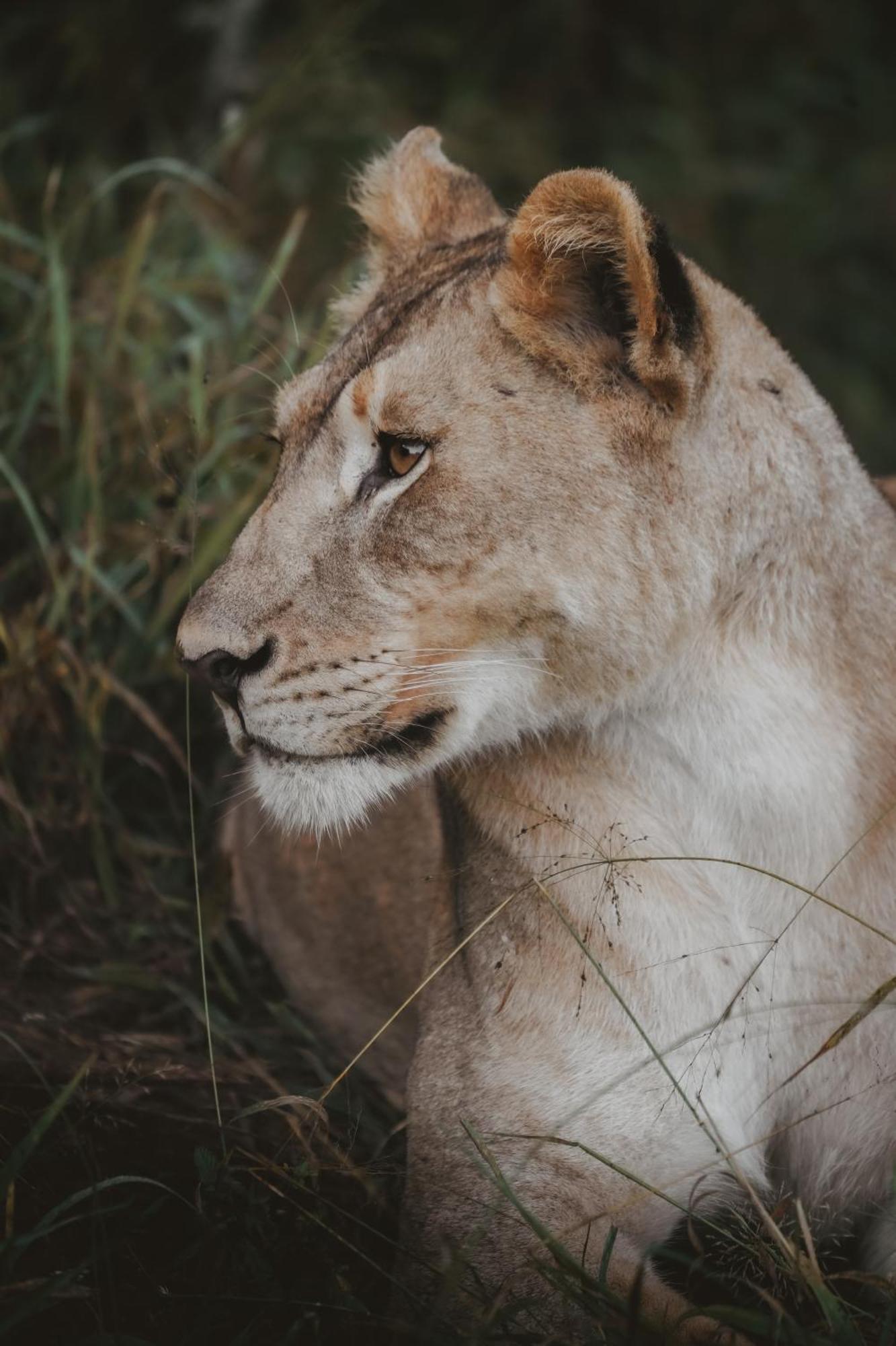 Rhino River Lodge Manyoni Private Game Reserve Luaran gambar