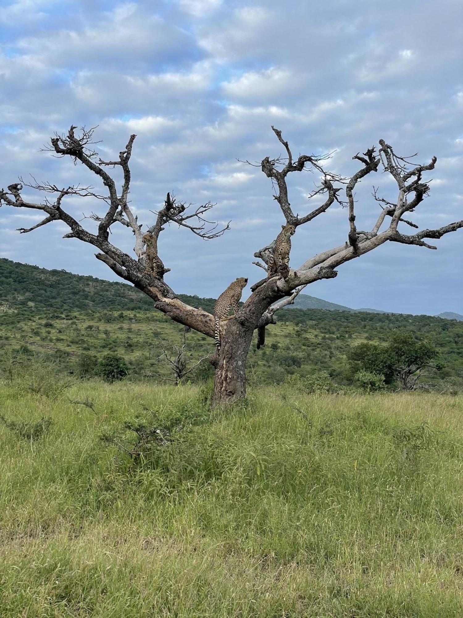 Rhino River Lodge Manyoni Private Game Reserve Luaran gambar